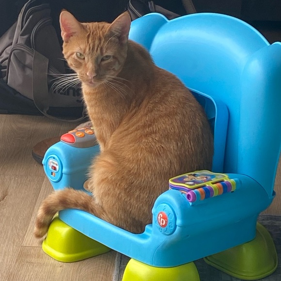 LOW STARTS (Want shipped ASAP?? Please let me know!!) - Picture 2 of 6